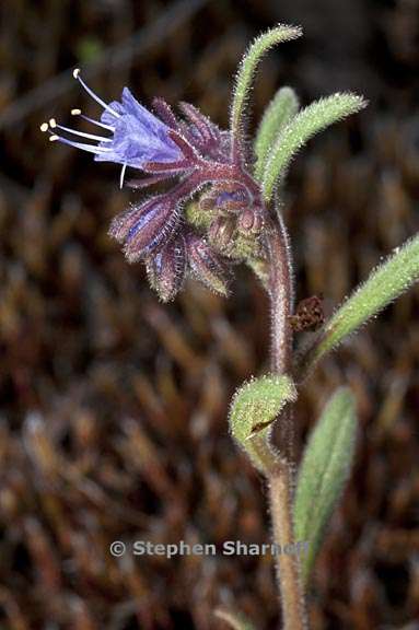 phacelia quickii 3 graphic